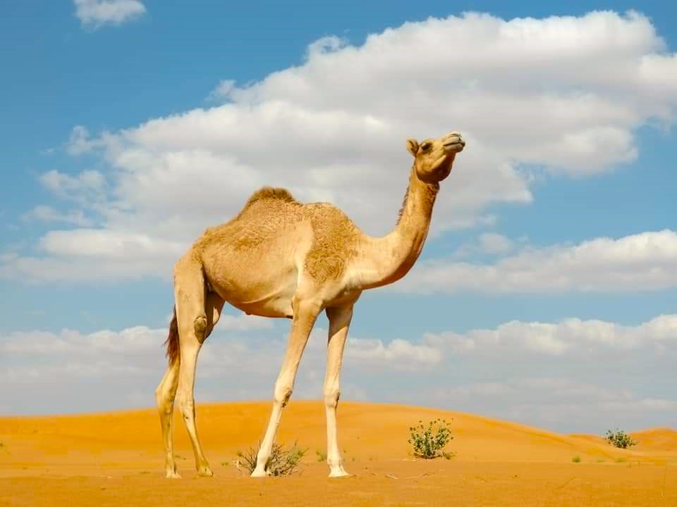 camel-dubai-desert-safari-highadventuretourism.com
